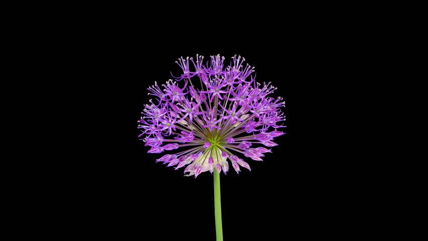 Allium Blossoms. Beautiful Timelapse of Big Violet Allium Christophii Flower Blooming on Black Background. 4K.