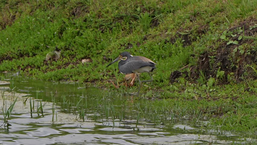 Tri-colored heron fishing by a lake in Florida catches a small fish