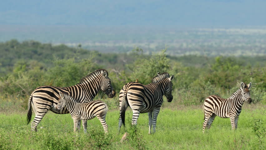 Plains zebras (Equus burchelli) in natural habitat, Madikwe game reserve, South Africa