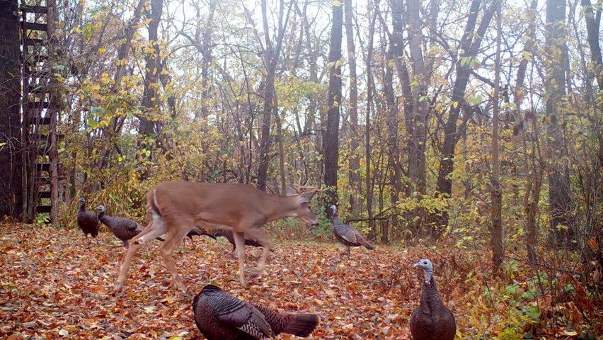 Wild Turkey - whitetail buck causally walks thru flock of wild turkey foraging for nuts, seeds and insects in the woods in Midwest in fall; concepts of nature, game camera, wildlife and hunting