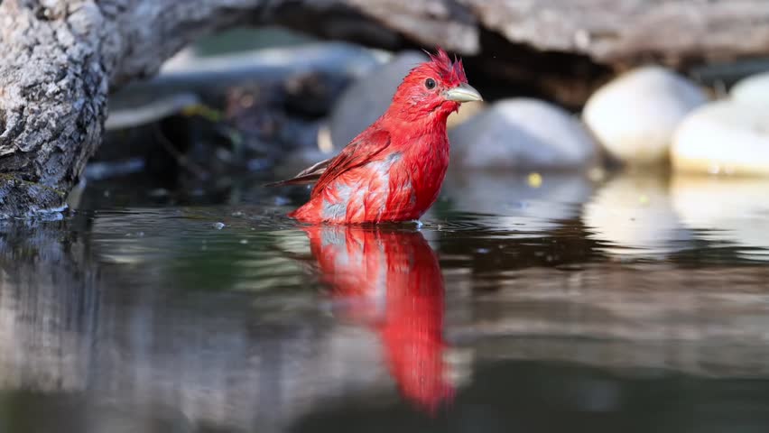 A cute Summer tanager bird showering in the lake under the sunlight