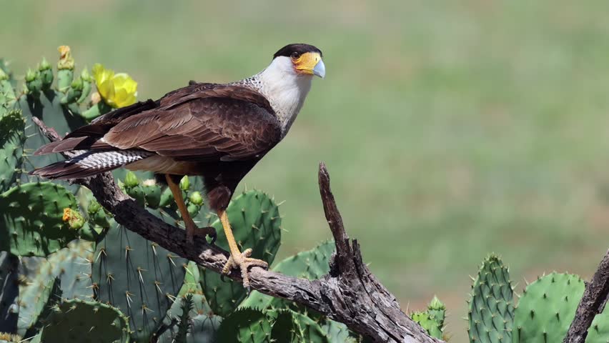 A Northern crested caracara standing on branch, surrounded by cactus in a sunny weather with blur green background