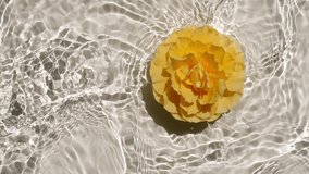 Yellow rose flowers on water surface. Waves, water Splash on white background. Sun and shadows. Pure water with reflections sunlight and shadows in slow motion.  - Powered by Shutterstock - Get 15% off with code: PIKWIZARD15