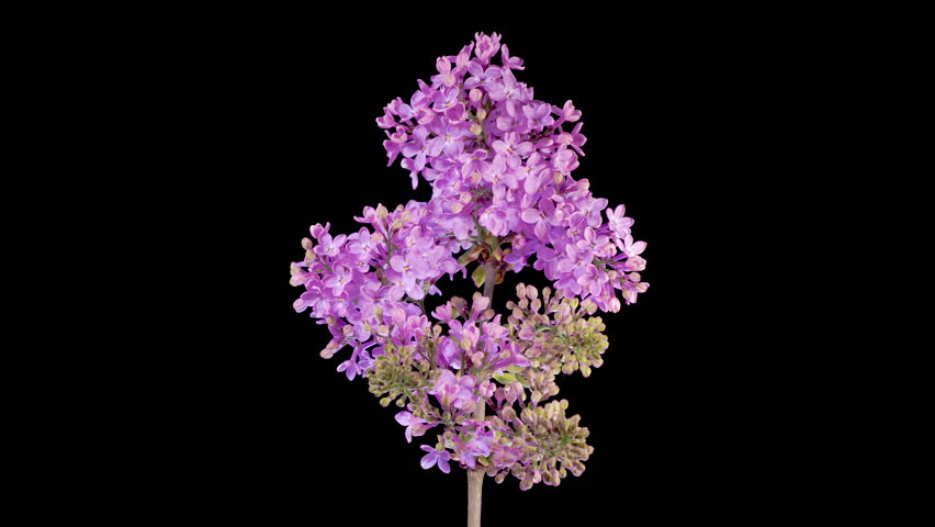 Lilac Blossoms. Beautiful Time Lapse of Opening Violet Flower of Lilac on a Black Background. Time Lapse. 4K.
