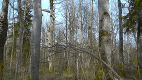 Skyward view of aging bare aspen trees is spring forest. Gnarled branches twist toward the sky. Camera moving from forest floor along tree trunks to top. Leafless treetops against clear bright sky. - Powered by Shutterstock - Get 15% off with code: PIKWIZARD15