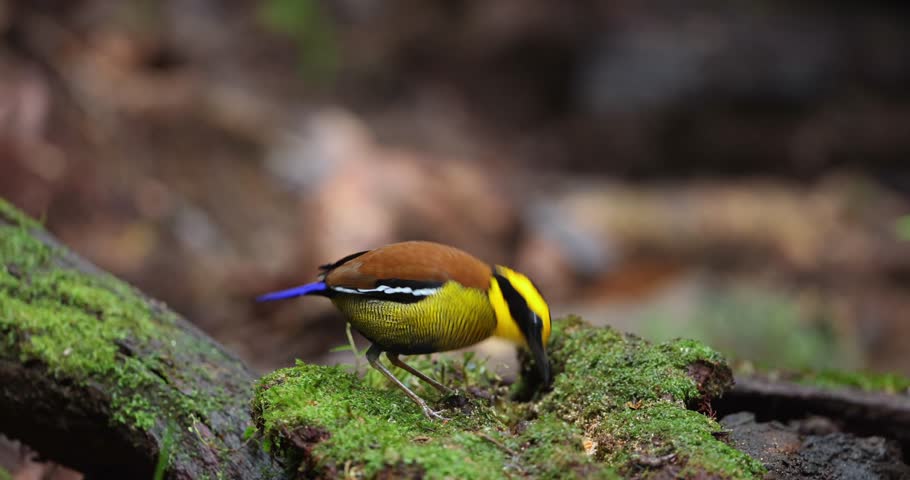 Bornean Banded Pitta (Pitta schwaneri) in its lush rainforest habitat and making it a true jewel of the Bornean rainforests.