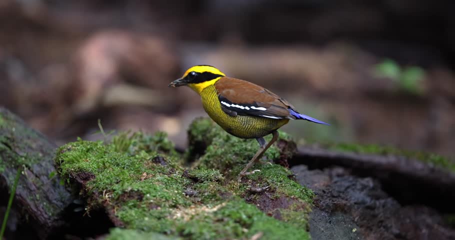 Bornean Banded Pitta (Pitta schwaneri) in its lush rainforest habitat and making it a true jewel of the Bornean rainforests.