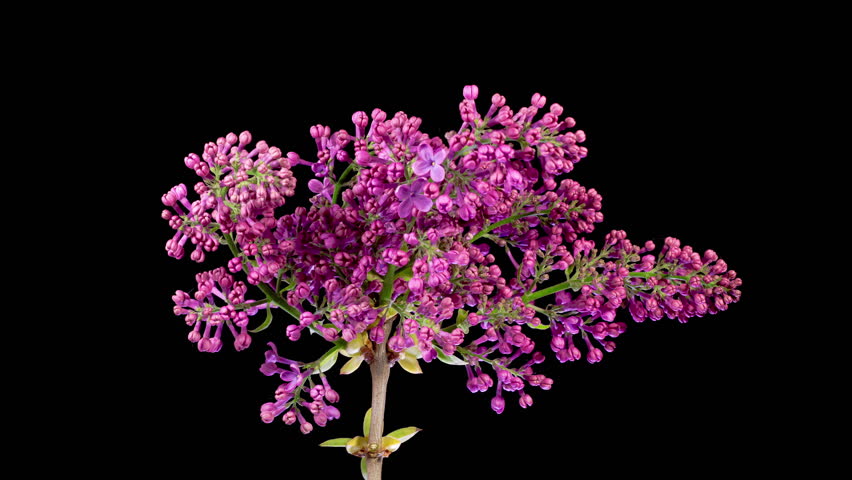 Lilac Blossoms. Beautiful Time Lapse of Opening Violet Flower of Lilac on a Black Background. Time Lapse. 4K.