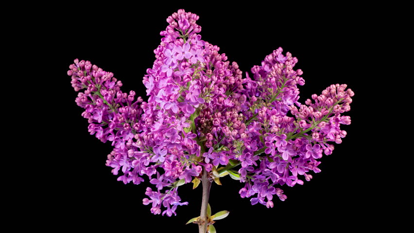Lilac Blossoms. Beautiful Time Lapse of Opening Violet Flower of Lilac on a Black Background. Time Lapse. 4K.
