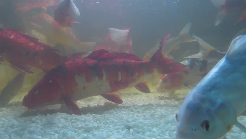 Koi, fancy carps fish swims in water. Underwater video. Colorful fancy carp and Koi fishes swims in aquarium near the bottom with white stones. Cinema 4K one minute video