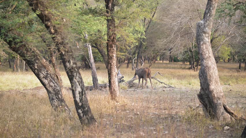 Full shot of wild male sambar deer or Rusa unicolor rubbing long antlers against tree to antler velvet shedding scent marking physical social interaction ranthambore national park forest reserve india
