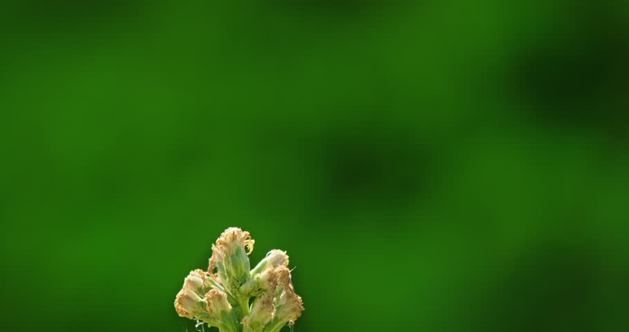 Transparent-winged dragonfly balanced on a dried blossom, glowing in warm light against a smooth green background. High quality 4k footage