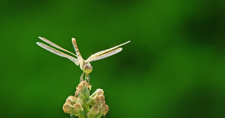 Transparent-winged dragonfly balanced on a dried blossom, glowing in warm light against a smooth green background. High quality 4k footage