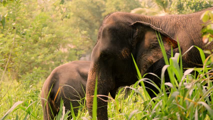 A peaceful scene of Asian elephants grazing on lush green grass in an open field in Sri Lanka as the sun sets, casting warm golden light across the landscape.