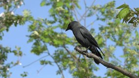 Jackdaw (Coloeus monedula) a black crow bird perched on a tree top branch with a clear blue sky, wildlife stock video footage clip - Powered by Shutterstock - Get 15% off with code: PIKWIZARD15