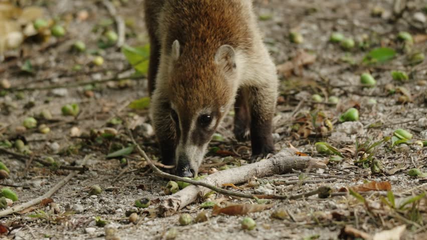 A coati sniffs the forest floor in Tikal, Guatemala, searching for food among the scattered jungle debris.