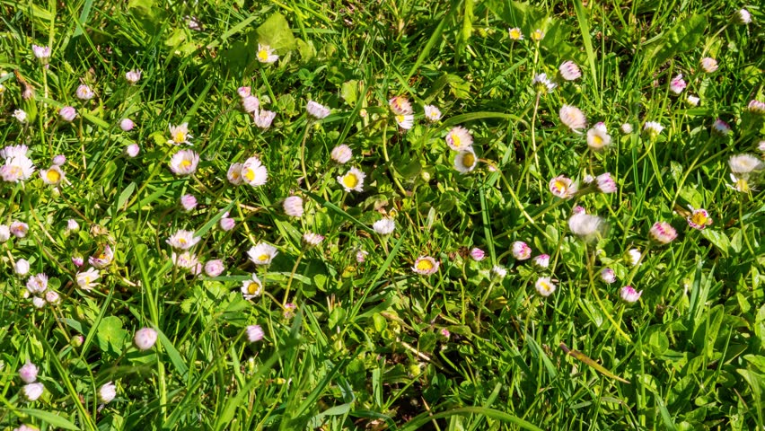 Time Lapse of White Daisy Flowers Blooming in Green Meadow on a Spring Morning