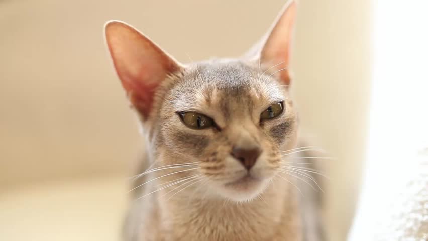 Close up portrait of abyssinian blue cat with half closing eyes looking at camera. World cat day.