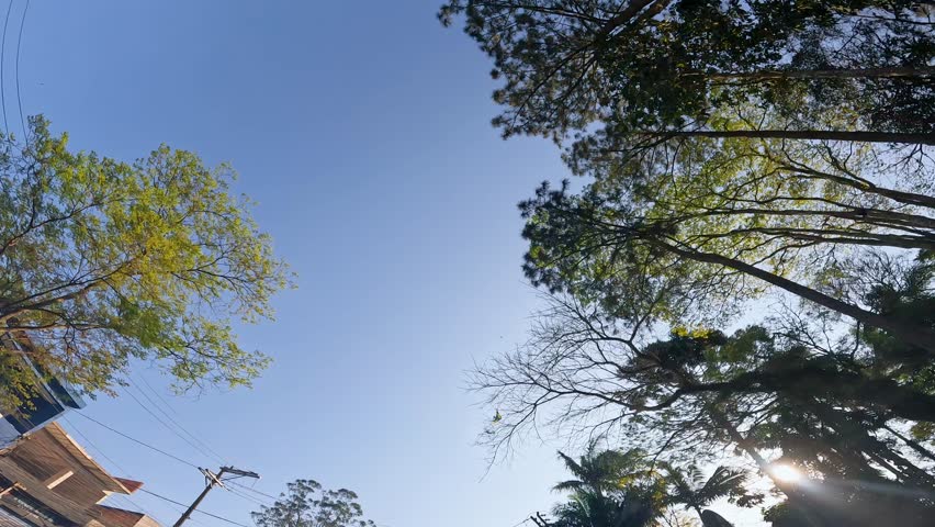 Man jumping over the camera that is pointed at the blue sky and some tree details. 
Freedom concept. Change concept.