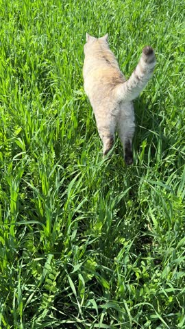 Funny cat jumping in the grass rear view, vertical video.