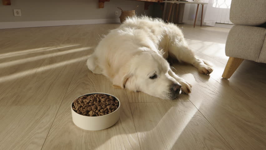 Sleepy golden retriever blinking and dozing beside kibble. Golden retriever lying still, showing no interest in food. Tired golden retriever lying near full bowl of dog food.