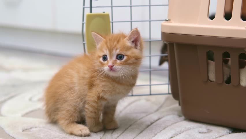 cute ginger kitten playing close up