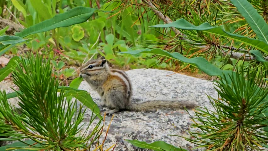 Handheld video of a chipmunk eating grass. The chipmunk is mostly stationary except for chewing grass. This was shot in Breckenridge Colorado.