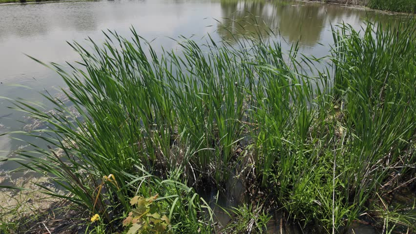 Side of lake, river, or pond with cow tail plants, tall grass, hay, and fungi mesh within plant foliage blowing in the wind alongside boardwalk and nature landscape above water