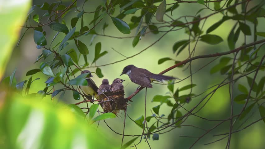Oriental Pied Fantail Birds On Green Tree - Static Shot