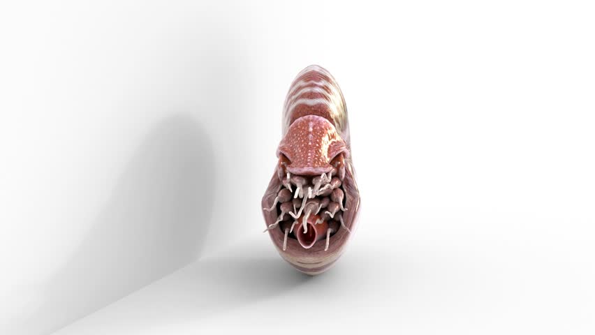 chambered nautilus on white background. 3d and computer rendering animation video with 4k resolution.