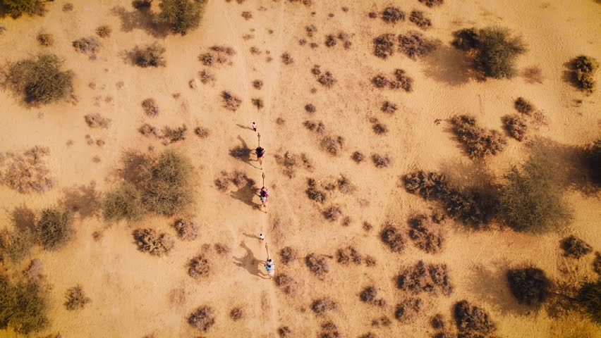 4K Top down Aerial view of camels walking in Thar desert of Jaisalmer, Rajasthan, India. Golden sand of desert and dry bushes. Rajasthan travel tourism background safari adventure. 