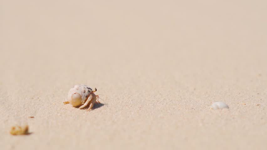 A small hermit crab is walking on the beach near the water. Sea waves gently lapping at the shore. Crab with a spiral shell crawls on a sandy beach at Maldives.