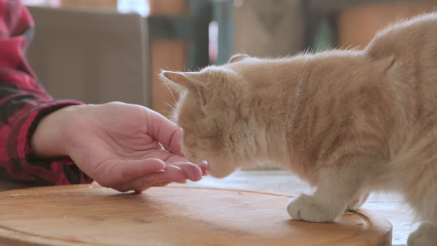 Red cat eats food from person hand. Woman feeds homeless animal in street.