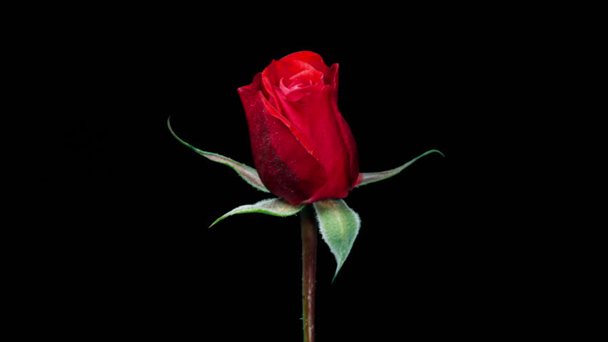 Time Lapse of Red Rose Growing Blossom From Bud to Big Flower on Black Background with Alpha Matte Channel