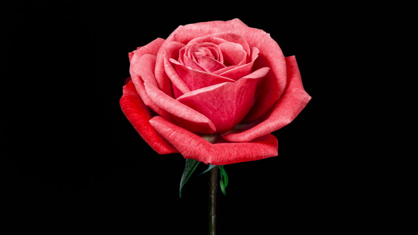 Time Lapse of Red Rose Growing Blossom From Bud to Big Flower on Black Background with Alpha Matte Channel