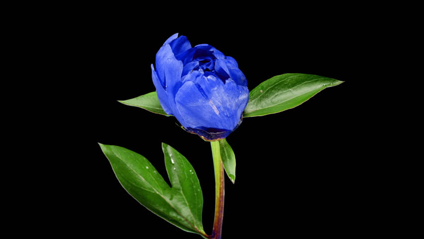 Beautiful Blue Peony Flower Blooming in Timelapse Close up on a Black Background. Tender Dark lue Blossoms Moving in Time Lapse with Alpha Matte