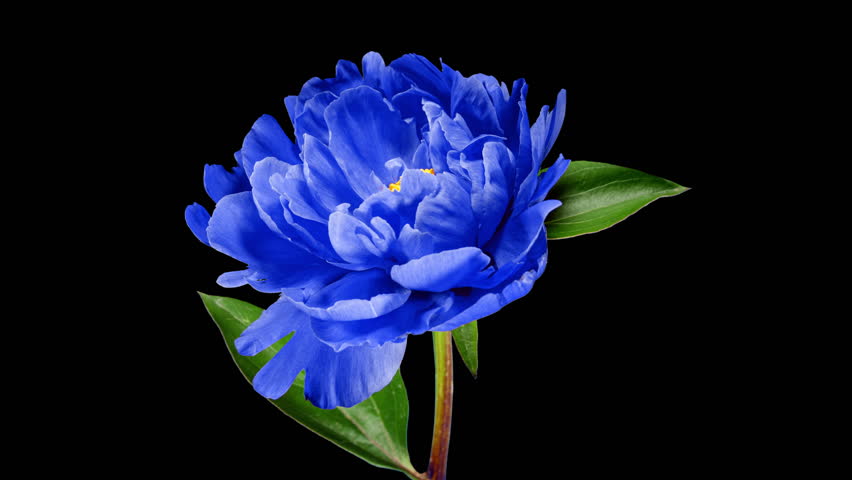 Beautiful Blue Peony Flower Blooming in Timelapse Close up on a Black Background. Tender Dark lue Blossoms Moving in Time Lapse with Alpha Matte