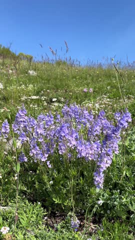 Purple flowers sway in a sunny mountain meadow under a blue sky