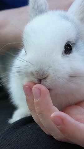 Soft white dwarf rabbit nestling comfortably in child caring hands and licking his fingers, highlighting delicate features and gentle nature of beloved pet companion