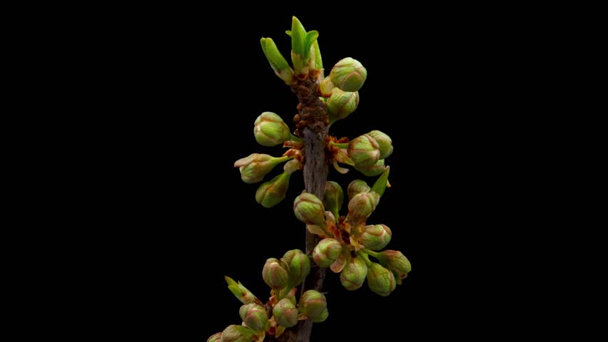 Time Lapse of flowering plum on black background. Spring timelapse of cherry flowers