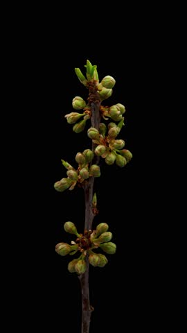 Time Lapse of flowering plum on black background. Spring timelapse of cherry flowers
