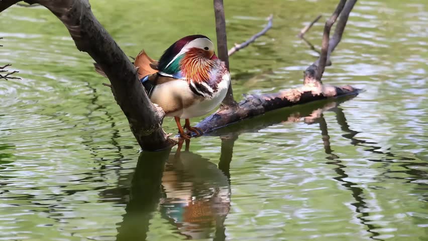 Close up Beautiful Male mandarin Duck gromming his feathers on the twig