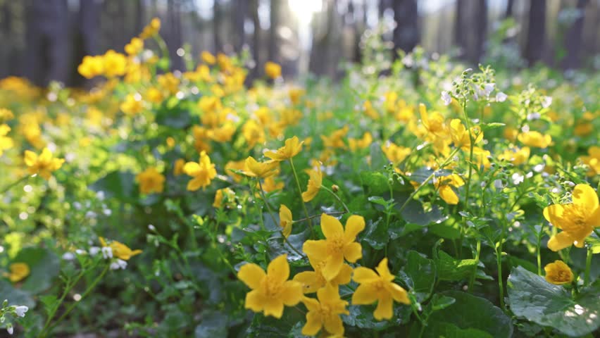 Colorful wildflowers bloom in serene forest during early morning light. Magical spring forest with white and yellow flowers. Warm morning sun rays break through the trees