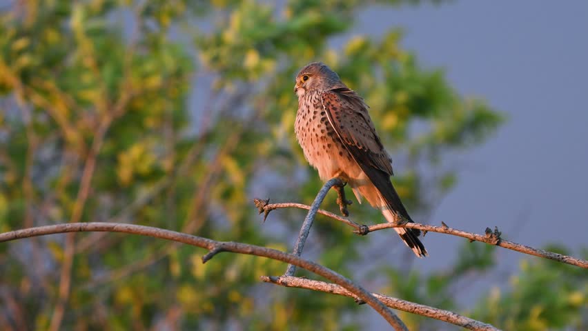 Common Kestrel (Falco tinnunculus) in Golden Light Majestic Slow Motion Portrait on Tree Branch. Close up.