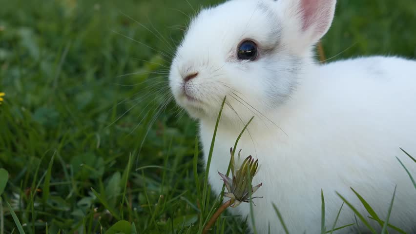 White dwarf rabbit nibbling dandelion while sitting in lush green meadow, showcasing adorable furry features and peaceful surroundings during bright summer day
