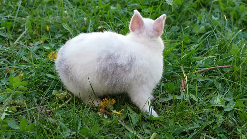 White dwarf rabbit grooming, carefully cleaning face with soft paw while sitting on lush green lawn, showcasing delicate pet behavior in sunlit natural setting