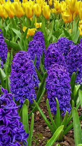 Field of yellow tulips and blue hyacinths, Flower garden in Switzerland.