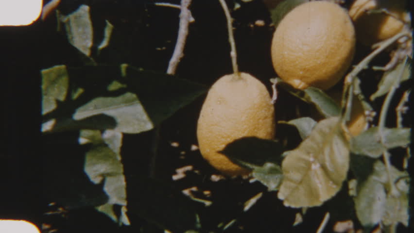 A close-up shot of ripe lemons hanging from a tree branch, bathed in natural sunlight, capturing the vibrant freshness of the fruit