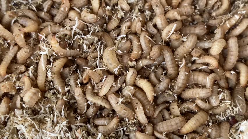 Close-up of wriggling Black Soldier Fly (BSF) maggots, surrounded by a fibrous substrate of grated coconut flakes, creating a textured, organic environment