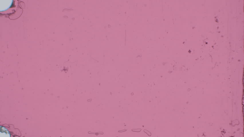 Shutterstock Video